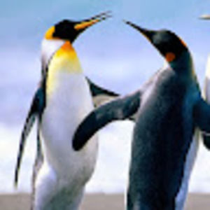 Meet your Posher, Diana